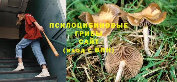 ПСИЛОЦИБИНОВЫЕ ГРИБЫ Арсеньев